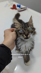 to prevent this_ get the FVRCP vaccine when kitty is 6 weeks old _felineherpes | Pet Lovers