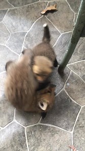 15K views · 567 reactions | Foxy and the toddler fox I call "Micro", have had a few closely supervised play dates. Obviously, Foxy is larger and a bit rough, but Micro holds her own. The cries are actually coming from Foxy getting put in her place by a fox 1/3 of her size. It will be interesting to see how this relationship develops. | Howling Mountain Wildlife Rescue | Facebook