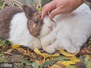 One hand, two buns 😏 | OBDsity - Bunnies in a Bun dance