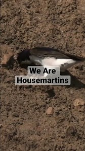 Housemartins building their nests at Sandsend Today #birds #rspb #nature #wildlife #cute #yorkshire