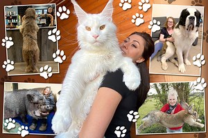 Huge pets who baffled owners - from 'terminator' pooches to 20st 'micro-pigs'
