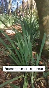 Aprendendo com a natureza Deus fez tudo perfeito com elas terapeutas .de valor | Luciana Marques