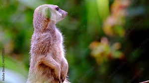 closeup of young animal meerkat, Suricata suricatta with brown glossy skin, mammals from mongoose family, Herpestidae, beautiful natural green background of African savanna