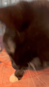 As the video will tell you Funky Foot is about 6 months old and has been here since August. His deformed foot does don’t bother him nor does it keep him from getting around. He’s the sweetest kitten. Just wants love. #FelineFriends #tuxedocat #kittens #opttoadopt #rescue #adoptdontshop | Friends of Yonkers Animal Shelter