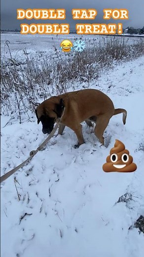 GIANT DOG = GIANT 💩 #poop #dog #dogwalk #snow #mastiff