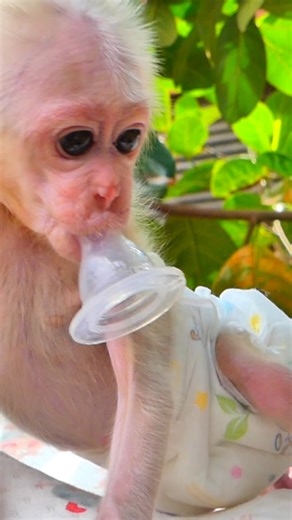 2.4K views · 39 reactions | Grooming Baby Monkey Lucy After Rescue Shows Innocence Blossoming  #Monkeyreels #BabyMonkeyLucy #Monkeyvideos | Monkey TV168 | Facebook