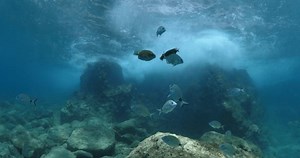 Siganus Rivulatus Siganus Luridus Fish Eating: стоковое видео (без лицензионных платежей), 1055992919 | Shutterstock