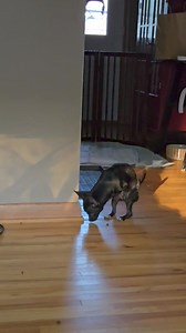 Mutt Mutt Engine on Reels