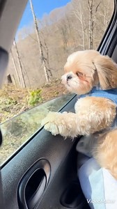 2.7K views · 18 reactions | My view is amazing | My shih tzu | Facebook