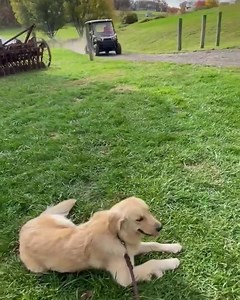 4K views · 2.2K reactions | Pancake working on his down stay with outside distractions. #masondixonk9 #boardandtrain #mdk9boarding #mdk9training #localdogtrainer #marylanddogtrainer #balancedtrainer #mdk9 | Mason Dixon K9 | Facebook