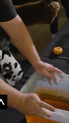 Jazz Bear PRANKS Grizzlies fan 🐻 | UTAH JAZZ