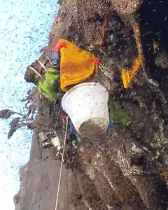 123K views · 579 reactions | Getting a honeycomb from a cliff! | Handy Dandy | Facebook