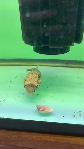 puffer fish eat clams?!! 😱😱😱 #aquarium #aquariumhobby #pufferfish #aquariumfish #fishtank | Houston Aqua