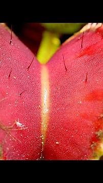 How to Draw a Venus Flytrap!!