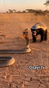 500K views · 8.4K reactions | A honey badger dodging strikes from an Egyptian cobra with flared hood. Fast aggressive movements, intense realism. | Toiletboy1 fans page | Facebook