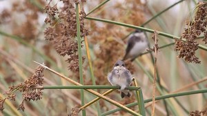 7.1K views · 84 reactions | Male and female feeding their recently fledged youngster until its old enough to forage own on its own ❤ | Rumble | Facebook