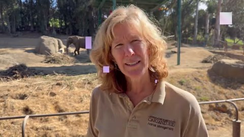 52K views · 1.2K reactions | Osh departs for The Elephant Sanctuary in Tennessee soon. Here are some words of farewell from Oakland Zoo CEO Nik Dehejia, VP of Animal Care, Conservation & Research Colleen Kinzley, and Elephant Zoological Manager Gina Kinzley ❤️ | Oakland Zoo | Facebook