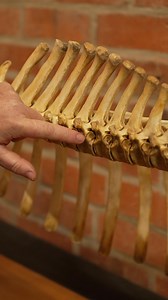 Understanding more growth plates and skeletal maturity in horses | Horses Inside Out