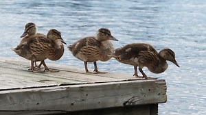 File:Canard colvert femelle et ses petits (Lac Archambault, Qc).webm - Wikimedia Commons