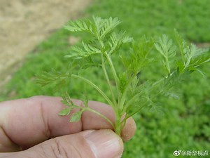 [Hot Item] Best Price Artemisia Annua Extract Artemisinin 99%