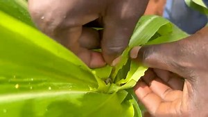PART 2: Unveiling the Mystery of Fall Armyworm: Understanding its Impact and Management Strategies 🌽🐛 #FallArmyworm #AgriculturalPests | Mudhumeni Mukuru