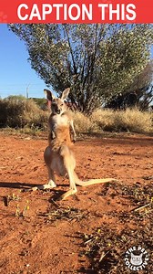 149K views · 3.2K reactions | Who has the best caption for this baby Joey? | The Pet Collective | Facebook