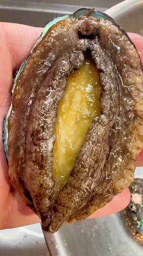 Abalone: The Amazing Sea Creature Unveiled