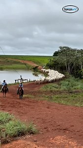 ⚜️ Agropecuária TOPGEN WV⚜️ 📲 @jirehcomunicacaoagro #neloretopgenwv #neloreceip #qualitas #leilãotopgenwv #pecuariadecorte nelore ceip leilãodegado | Topgen