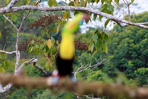 9.2K views · 1.4K reactions | From: #Birds & #Nature! Keel-billed toucan, Sulfur-breasted toucan, Keel toucan, or Rainbow-billed toucan (Ramphastos sulfuratus) | BIRDS & Nature | Facebook