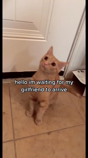 Two Lesbian Cats in Love | Cute Kitten Romance Video