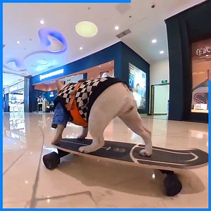 On weekends, Skateboard Dog skates in the mall, displaying his passion of shopping. It feels so good to be skating and shopping. | Skateboardingdogs