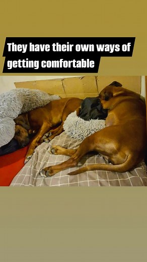 Winnie & Tommy Girl are both expecting. Winnie for the first time, Tommy for the second. They're fascinating to watch together. | Suzy Ryan