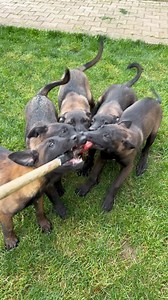 Males puppies 🔥🔥🔥🔥🔥 Follow: #alfamalinoiskennel 👈🏻 #malinoisofinstagram #malinoislovers #malinoisworld #belgianmalinois #dogs #dog #dogsofinsta #petsofinstagram #puppiesofinstagram #belgianshepherd #guarddogs #puppy #pets #pet #doglove #k9 #dogoftheday #puppies #malinois #dogsofig #cutedogs #k9dogs #puppiesofinstagram #dogslover #nb #puppylove #love | Alfa Malinois Kennel FCI 7/2021
