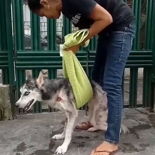 375K views · 10K reactions | This husky's transformation will melt your heart! | Naturee | Facebook