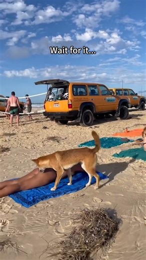 scare pranks | Dog vs Beach #funnyreels #funnydog #viral | Instagram
