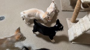 1.2K views | Pesto Puppies! It's Puppy galore! These 7 week-old...