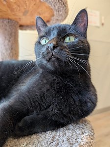 In honor of it being #NationalCatDay, we want to shine a special spotlight on our longest feline resident: Queen Maxine (also known as Maxi)! 👑 At 6 years old, Maxi truly embodies a rags-to-riches story -- she was found dodging traffic off the side of a highway, and was fortunately saved by a caring soul. She then arrived to us on December 18th, 2023, meaning that very soon, Maxi will have been with us for an entire year. 😓 Maxi ADORES living a pampered life indoors. Whether she's playing with