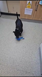 It's a bit too toasty for lil Chica to walk, but she's been having a blast getting lots of toys and playtime in the meantime ♥️🌞 This lovely women is still looking for her forever home and has zero interest in her at the moment 😢 She's always up for a walk or play and just adores all the attention and scratches you can give her! If you think Chica sounds like a perfect match, click below to read more about her and apply. https://midantrim.org/project/chica/ | Mid-Antrim Animal Sanctuary