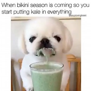 18 reactions | Spirulina and Moringa... Even the dogs love it! #themajumovement | Maju Superfoods | Facebook