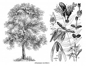 Drawing of tree Fraxinus excelsior with seed and blossom Fraxinus...