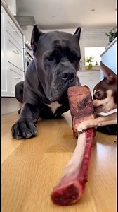 32K views · 679 reactions | Witness a robbery in broad daylight! ‍♂️數 I spent $80 on this Tomahawk steak for Duke... and then THIS happened. 臘‍♂️Proof that size doesn't matter when you have attitude! #canecorso #chihuahua #dogthief #tomahawksteak #funnydogs #davidvsgoliath | John Hamilton Smith | Facebook