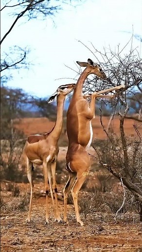 Beautiful Gazelles eating bushes