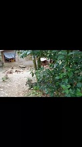 6.5M views · 122K reactions | Osaka babae karon na ngayo ug rescue ...