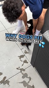 Submissive or excited/aroused urinating is something a lot of people deal with.⁣ ⁣ These cases are almost always due to humans unknowingly making the problem worse by continuing to talk to, pet, and give attention to the dog exhibiting these behaviors in that mindset.⁣ ⁣ You can see in this video a Dachshund who is aroused/excited and can't control its bladder.⁣ ⁣ What the humans should do here is ignore that state of mind.⁣ ⁣ Why?⁣ ⁣ Excitedly talking to and petting a dog exhibiting urination d