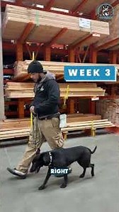 Rescue Dog Training Success Story | Ready for Adoption #rescuedog