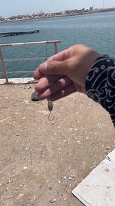Knocker Rig #itsmorefuninfishing #kftvtoconnectandentertain #anglerakosaanmandakongmundo | KINGFISHER'S TV
