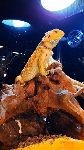 The bearded dragon may look fierce, but it’s actually a gentle and friendly pet 💕 #pet #beardeddragon #reptilelover | Chew Thean Yeang Aquatic & Pet