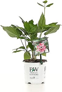 Aphrodite Sweetshrub (Calycanthus) Live Shrub, Red Flowers, 1 Gallon