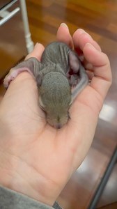 385K views · 18K reactions | Happy birthday Bluey the Squirrel 冀 Watch him grow up in under a minute. 沈. #squirrel #pets #cute #wildlife #happybirthday #oneyear #life #growup #blessed #Blueythesquirrel | Zahara Shepherd | Facebook