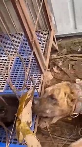 4.9K views · 14 reactions | What should I do  | Mind Studio | Facebook